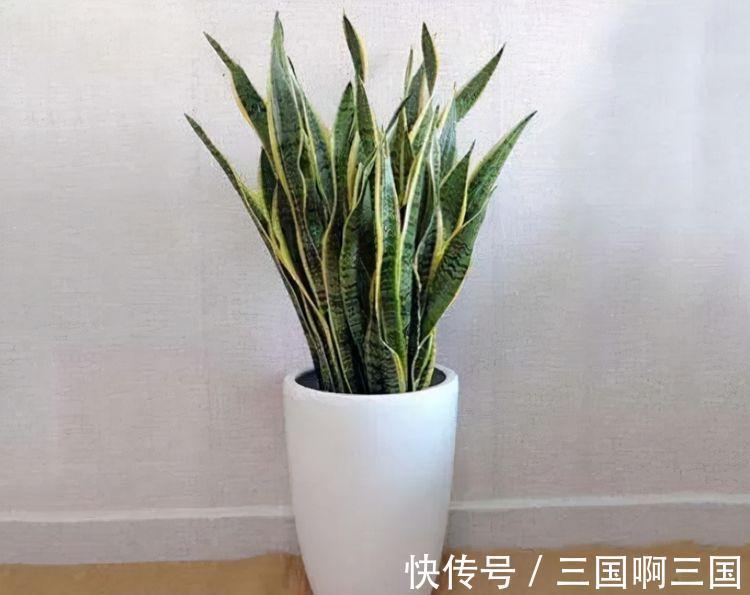农历10月2日霜降后，养什么花？以下3种花，端庄喜庆红红火火