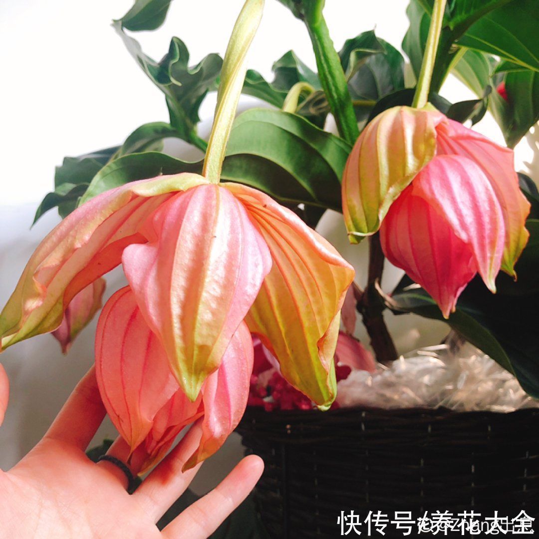 贵花|8种贵花,一盆好几百,有钱了一定要买一盆