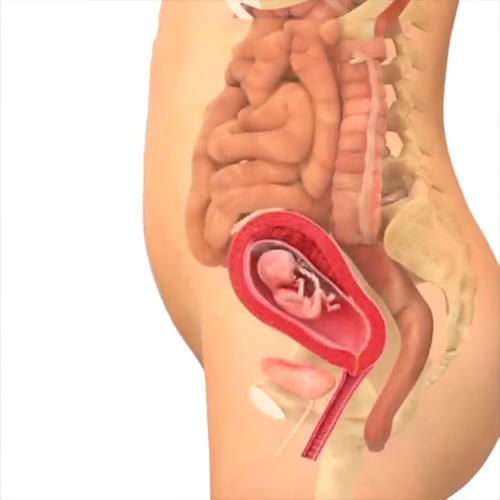 胎儿|孕期40周胎儿生长发育组图，胎儿是这样一天天长大的