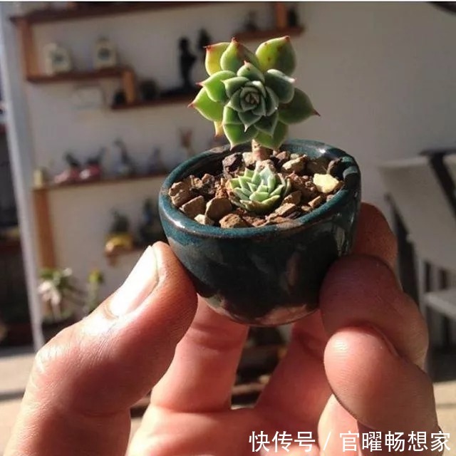 指甲盖大小的多肉你见过吗自己在家就能养出来，可爱到心颤！