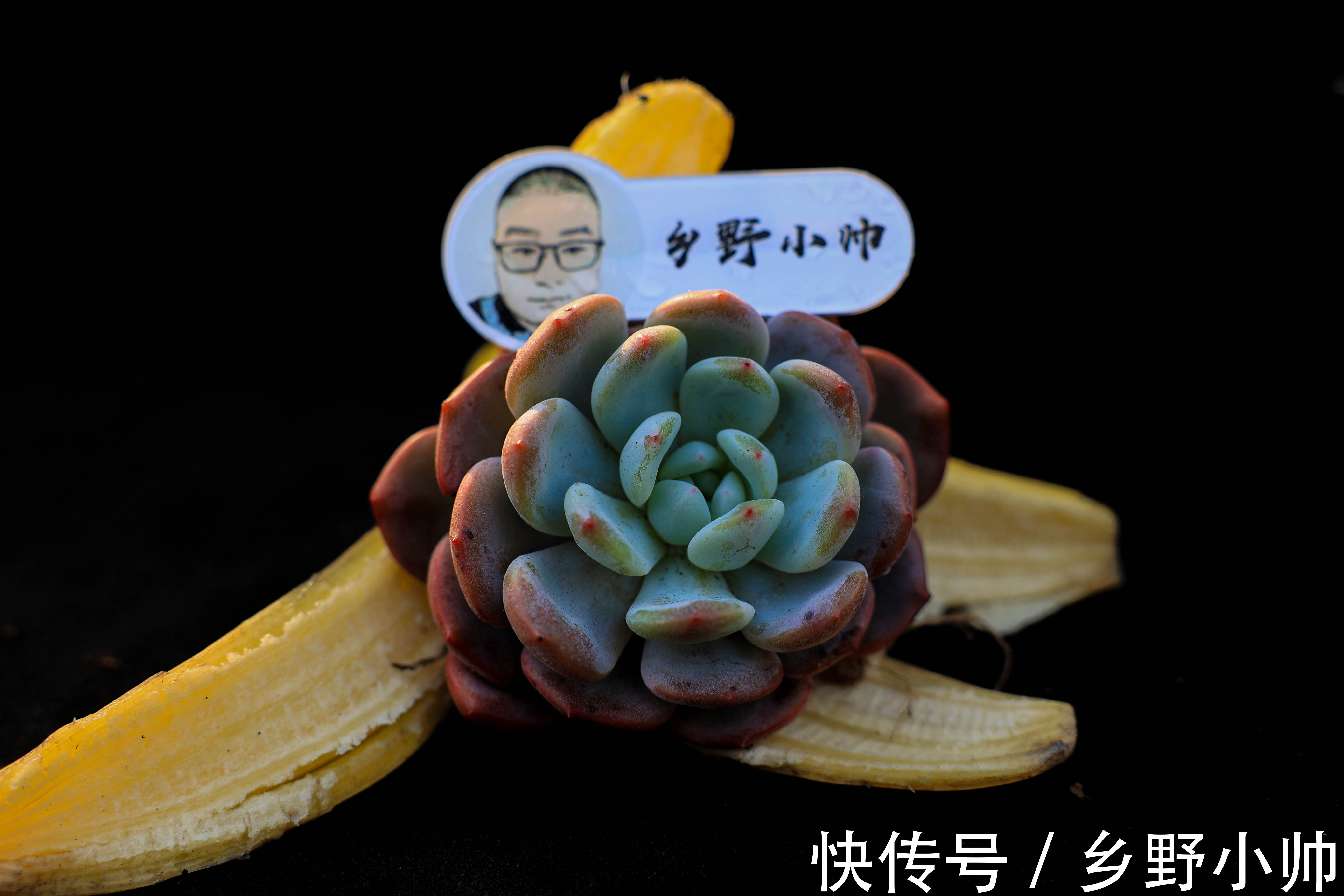 多肉长黑斑怎么办?了解原因做好预防,让多肉远离黑斑病