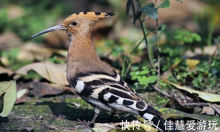 写乎|你读书多, 认认《山海经》中的神鸟异禽