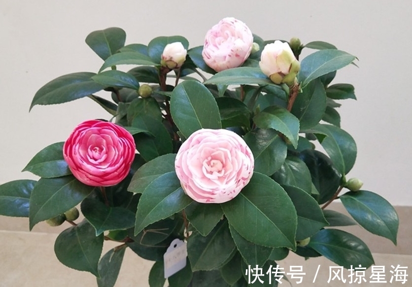 土壤|三种花虽然漂亮好看,但价格高不好养,新手还是放弃吧