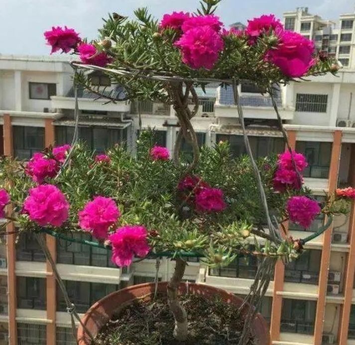 如何把“太阳花”养成一棵“小花树”?教你正确方法,年年都开花