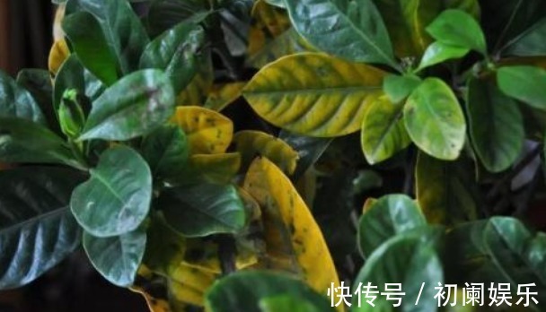 板结|栀子花老爱长黄叶喷点“救命水”，叶子油绿窜花苞！