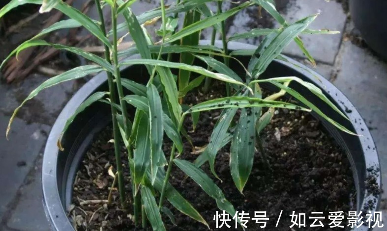晾晒|吃不完的老姜这么一盆栽，来年就能收获新姜，平时堪当驱蚊剂