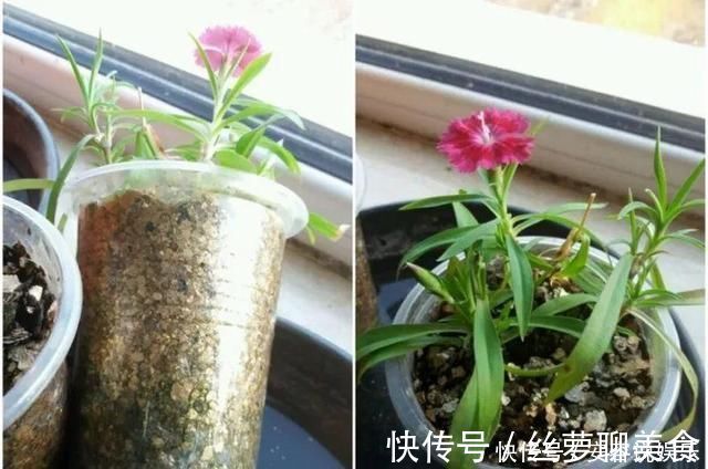 养护|夏天“最适合”扦插3种花，10天生根，养2个月就能变“花海”