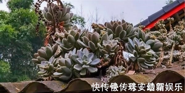 宝石花|这里的多肉不要钱,长在房顶瓦缝里,还是漂亮大老桩