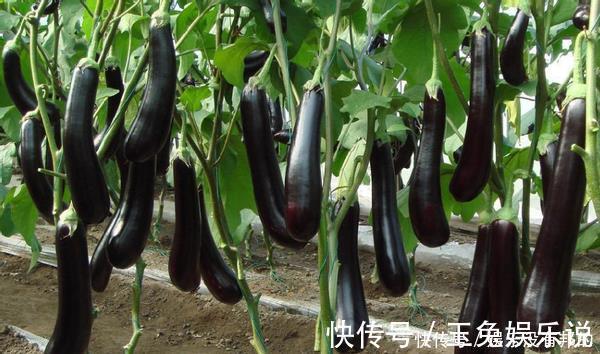 肉末茄子|买茄子时,如何分辨有没有“打激素”?学会4招,以后别买错了
