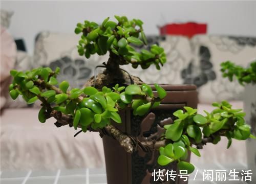 养金枝玉叶，年年都要剪，养成盆景价更高，越老越值钱
