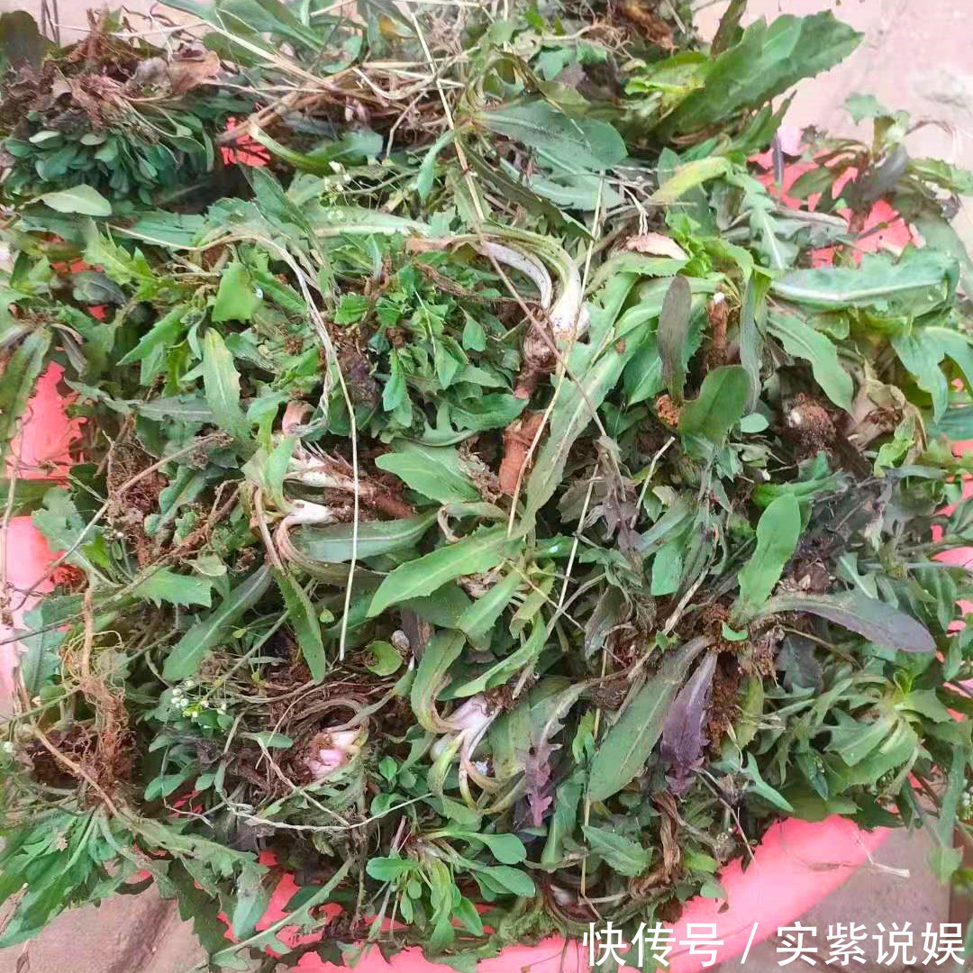 三人行必有我师焉|天天喊着吃野菜,牢记“3吃,5不吃”!为了家人健康,别再吃错