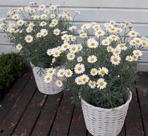 用盆栽苗培育的玛格丽特，叶子长得像茼蒿，如何安全度夏？