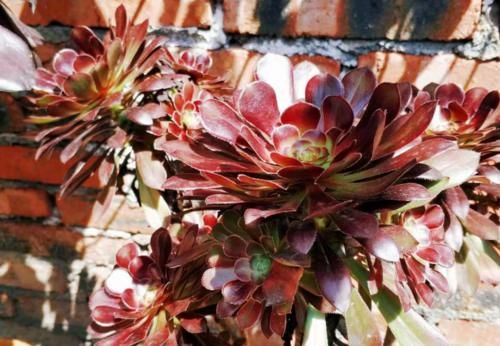 多肉黑法师和紫羊绒都是法师系的基础品种，但后者的颜值明显更高