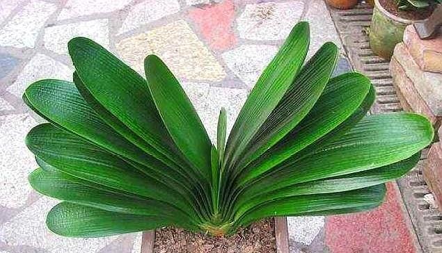 君子兰不开花，提前做好“几点”，花芽快分化，花剑“猛蹿”！