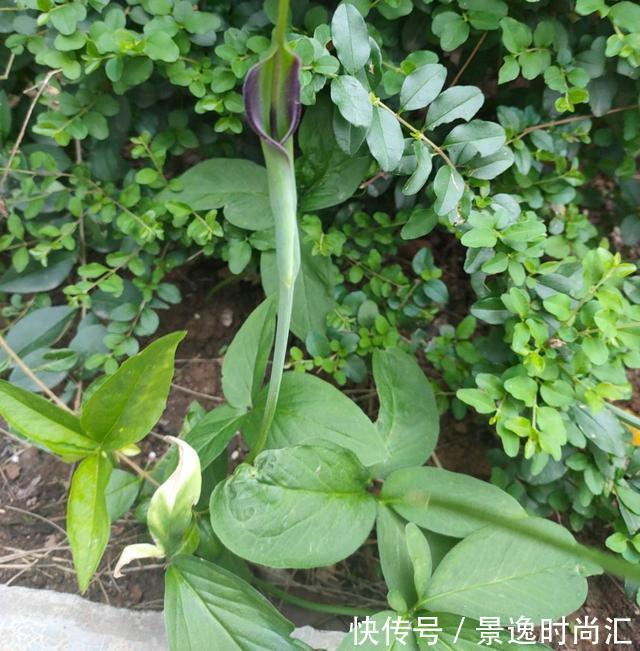 乌头|门口的果子像“龙葵”,赶紧要拔掉、千万别吃,会中毒