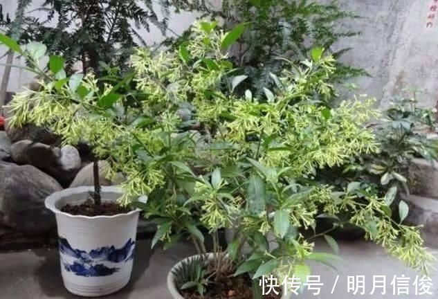 老花农|这种花比桂花香,比茉莉好闻,家里养一盆,能薰一室香