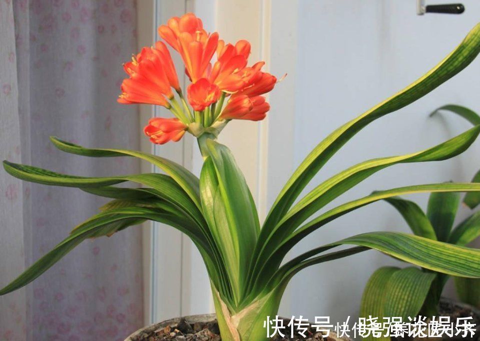 叶片|七八月份是君子兰“难养期”，要做好“2不1少”，才能叶绿根壮