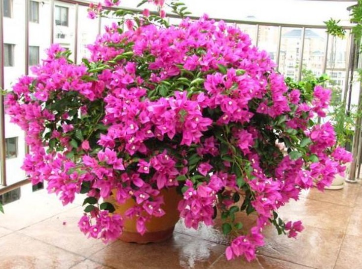 想要三角梅开花不断,掌握3个技巧,蹭蹭冒花芽,开完一茬又一茬