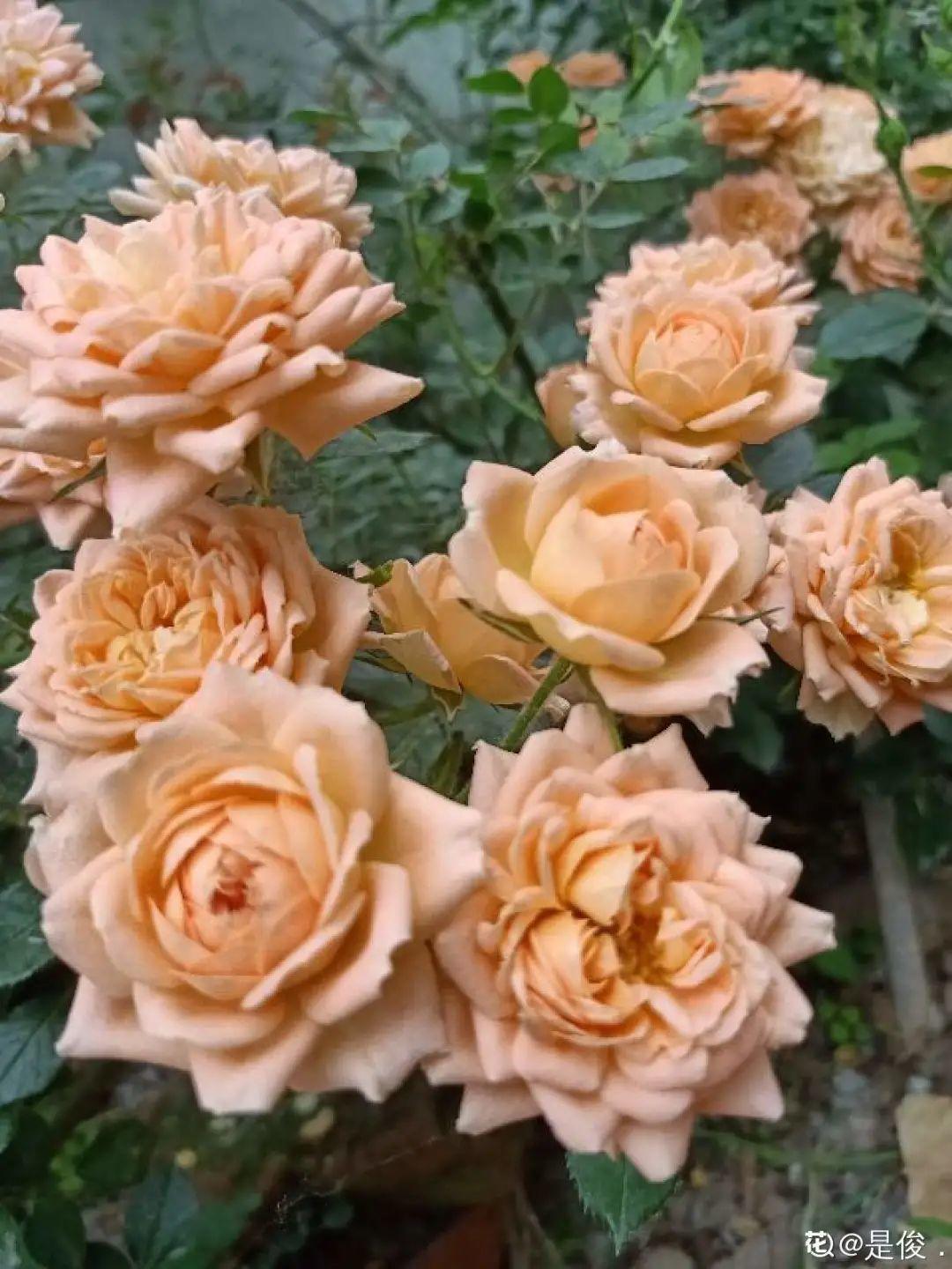 花苞|公认难养的花,养一盆死一盆,从来没有养活过!
