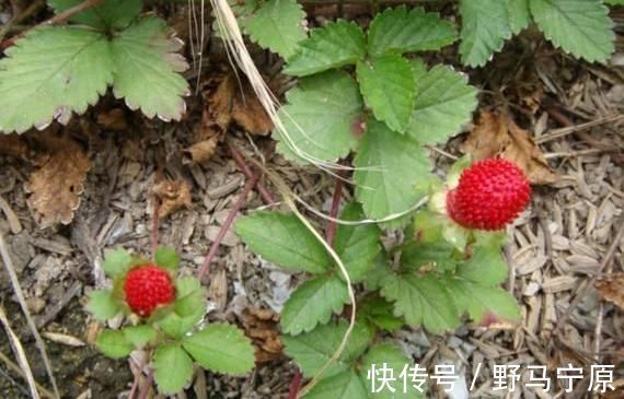 植物名实图考长编|长得像草莓却不是草莓，很多人当成杂草，殊不知为抗癌良方