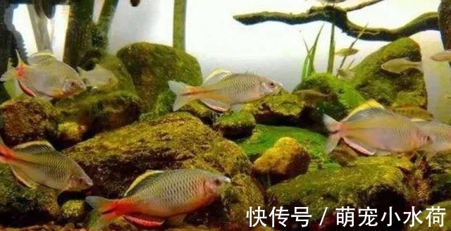 新品种|原生观赏鱼头号领军人物,以前被人瞧不起,如今新品种不断被挖掘