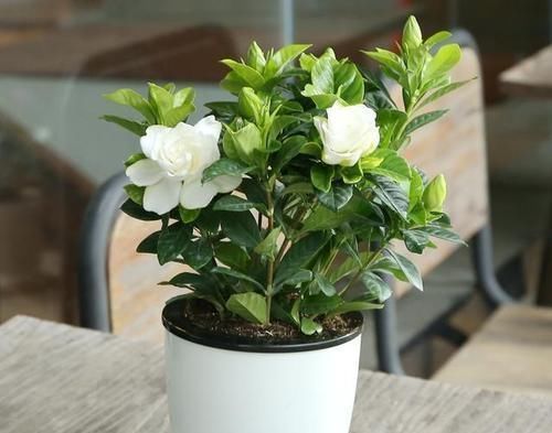 花卉|鸡蛋壳养花,用好了才是花肥,用不好,养一盆死一盆!