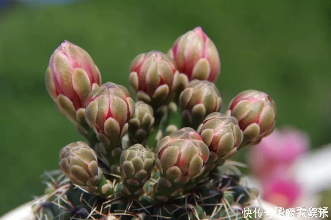 6种多肉太难养，赶紧留个种，省得每年都要重新买！