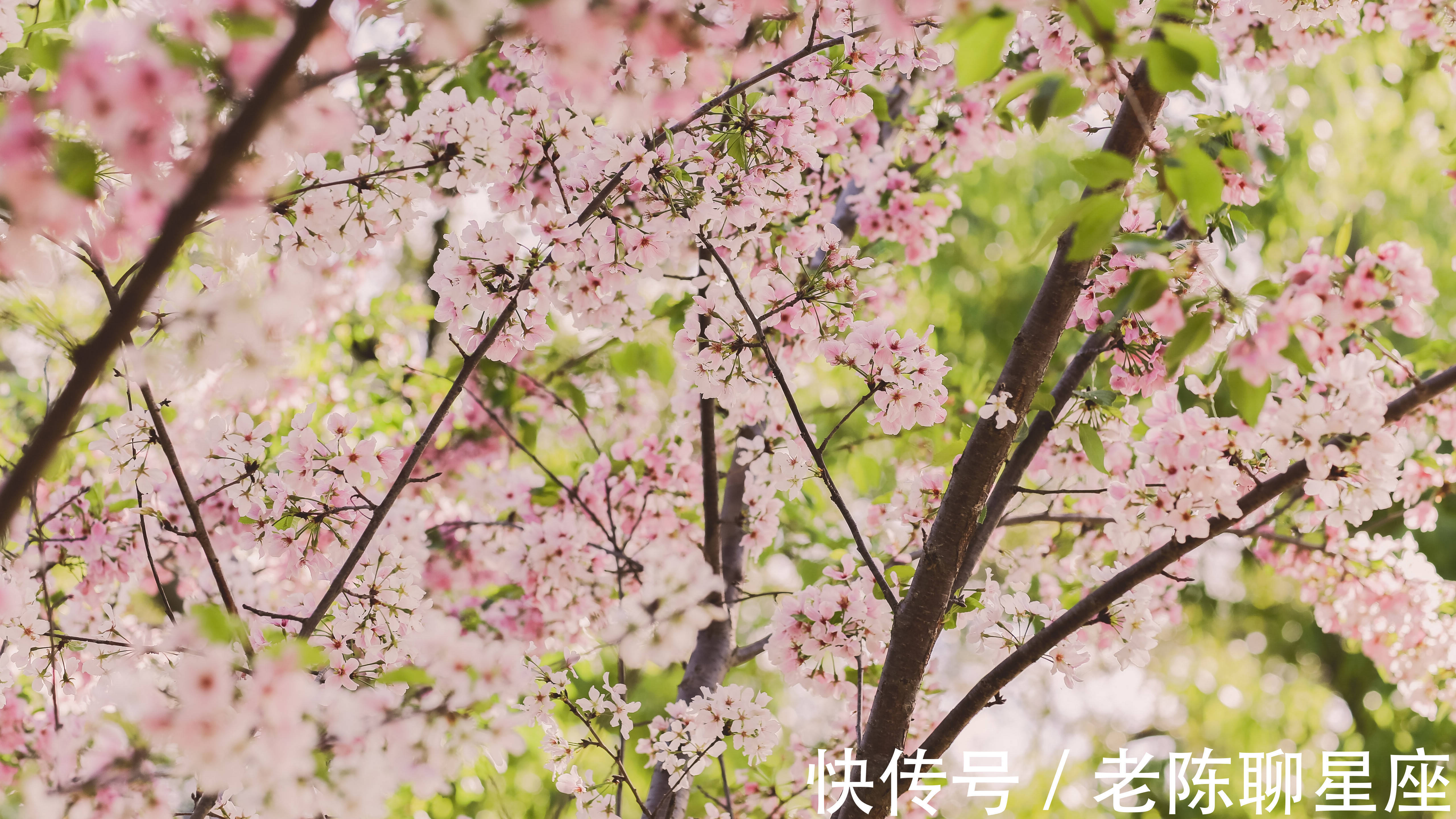 从1月10日开始 吉星高照 能突破束缚 活出精彩的三大生肖 粉紫色 从1月10日开始 吉星高照 能突破束缚 活出精彩的三大生肖 粉紫色