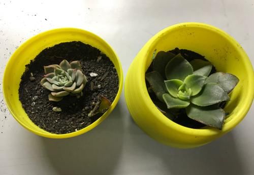 无根多肉该怎么养护？上盆后做好2点，不到半个月就往外窜新叶