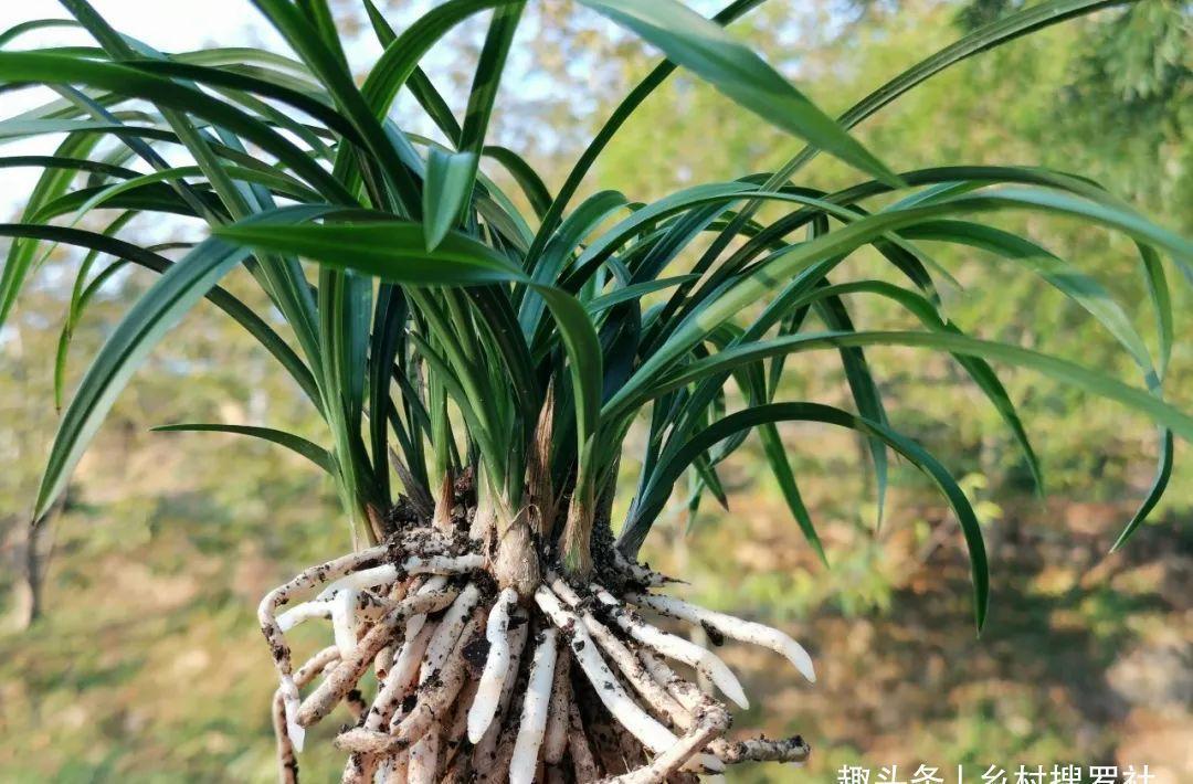 养兰花最怕什么?兰友只知其一却不知其二,怪不得养几年不开花