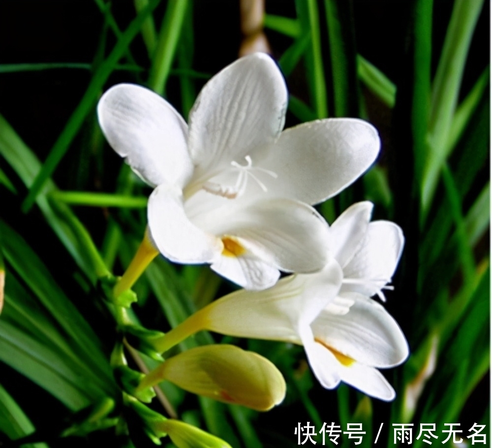 这几种花冬天开爆盆,但一般人家养得不多,现在养正开花,很漂亮