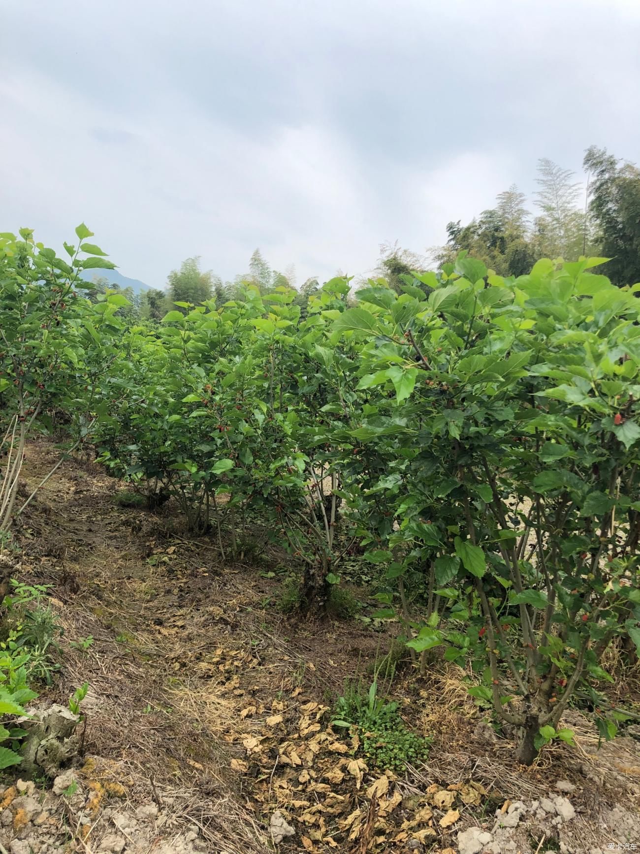 山水田林间赏美景 摘桑葚