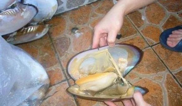 钓鱼|纯天然钓鱼饵料,成本低效果好,一钓一整天真过瘾!