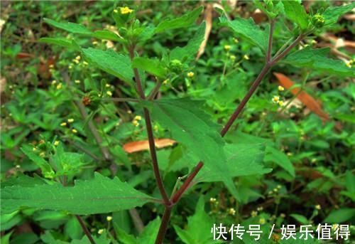 风湿性关节炎|农村长的“粘糊菜”，专治风湿关节炎，多数人都不了解