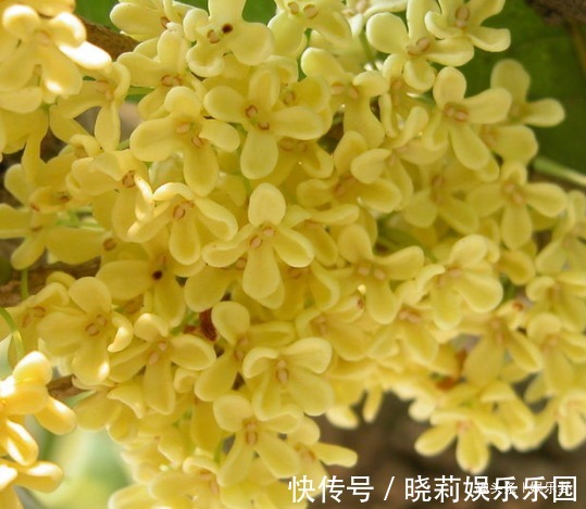桂花!此花深受文人雅士的喜爱,风情万种格外迷人,寓意着富贵、大丰收