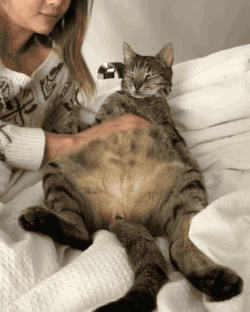 |搞笑GIF趣图:感觉做你家的猫咪好幸福!