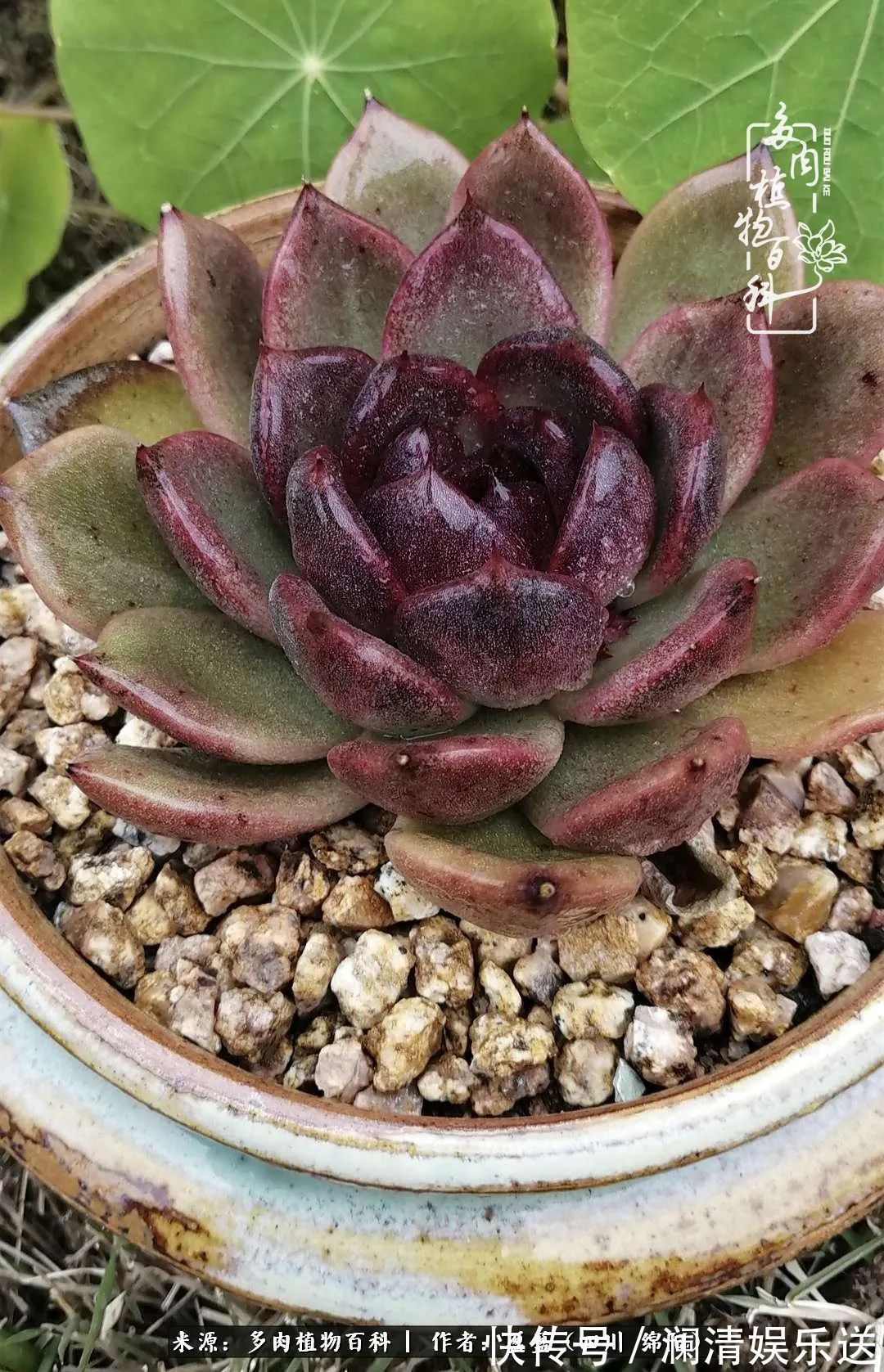 草木|一定要爱着点什么，恰是草木对光阴的柔情！