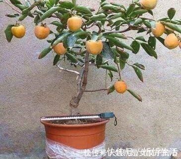 家里养棵上2棵树，旺财还镇宅，可别再说“家里”不能养树了！