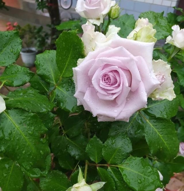 月季|3种花养在小盆里，2年变老桩，茎干粗壮开花香，1次能开50朵