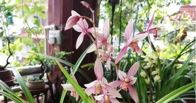 什么啤酒水、淘米水都不如一种水,比花肥还管用,养啥花都爆盆