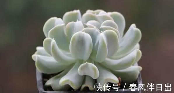 白牡丹|3种适合新手的多肉植物,学会控水,易群生养成漂亮小老桩
