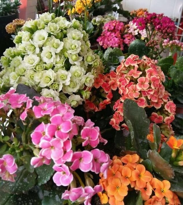 3种花养在家里,一整年都有好运气,是开花能手,个个开成大花球