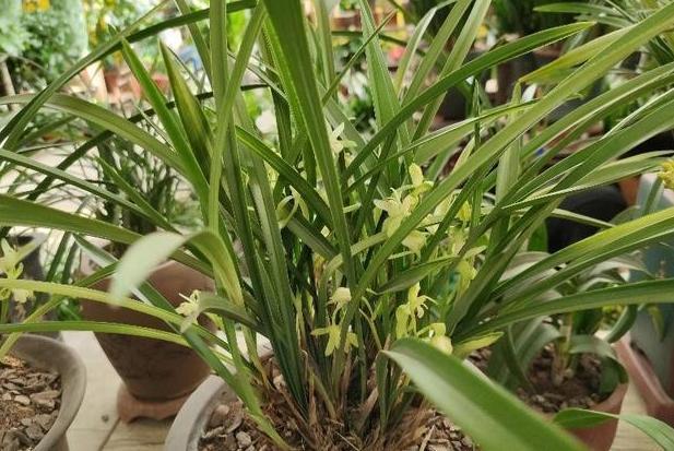 第一次养花没经验牢记''4个重点''，植物蹭蹭长、不生病
