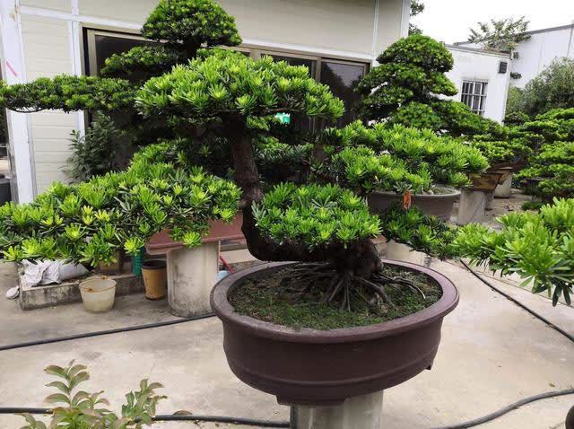 俗语:“客厅有树,十有九富”,不是迷信,为了好兆头也要养一盆