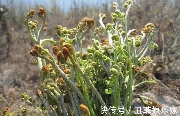 野菜|农村常吃的几种野菜,城里人当“稀罕货”,10元一斤不一定买得到