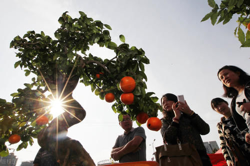观果盆景金弹子，嫁接的雌雄枝，挂果已经开始慢慢变红了