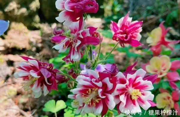 中国特有的六大野花，个个“神仙颜值”惊艳时光