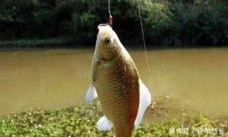 想钓大鲫鱼,饵料里不能少了“它”,一下子就一条,新手也能爆护
