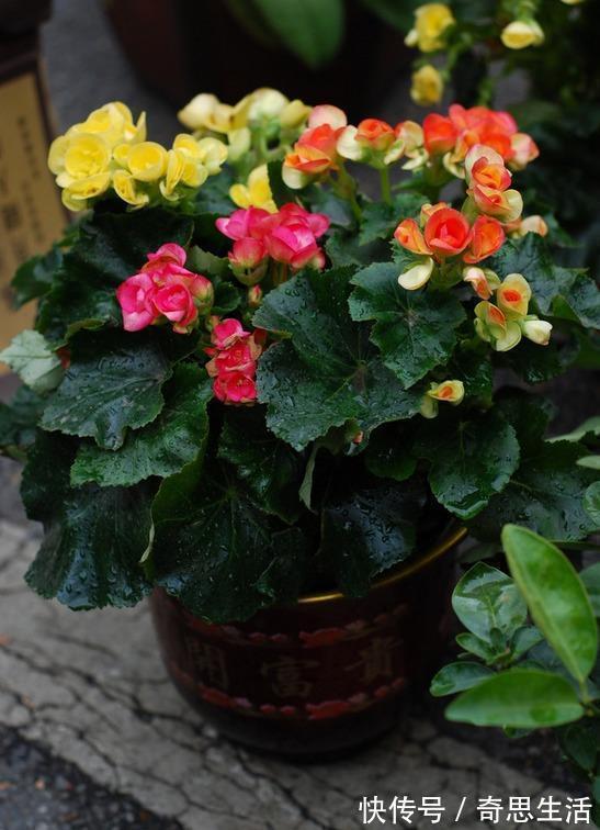 文章|几种盆栽不必买,一片叶子丢土上,就能长爆一大盆!