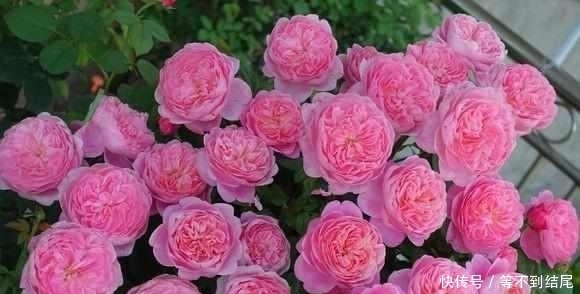 这么美的月季花,竟然是大叔用这5种水浇出来的,花朵比脸还大